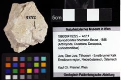 Foto (Objket + Etiketten) von Goniodromites bidentatus (Reuss, 1858) 